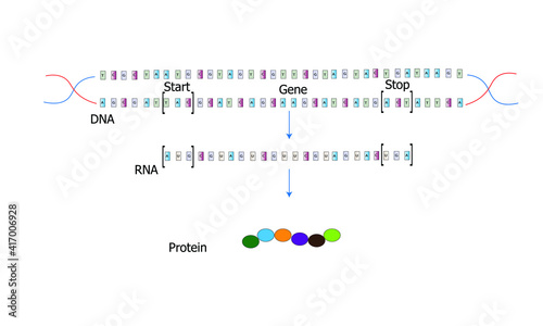DNA-RNA-Protein [central dogma of molecular biology]