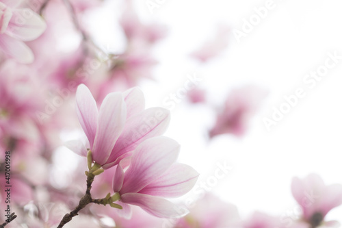 Close up of pastel magnolia flower. Springtime nature background