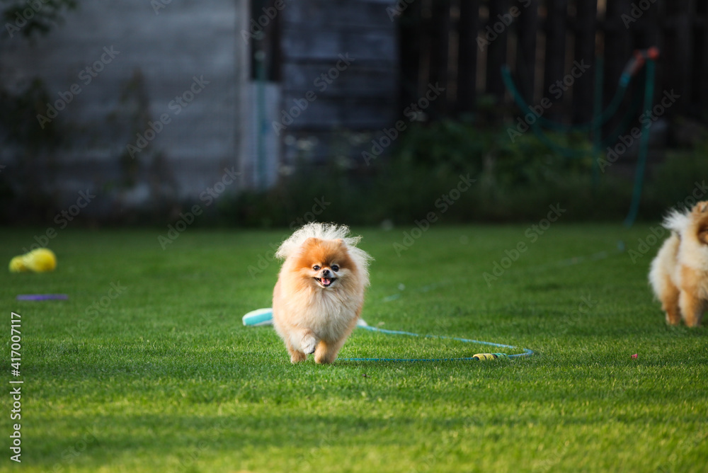 Pomeranian in the grass