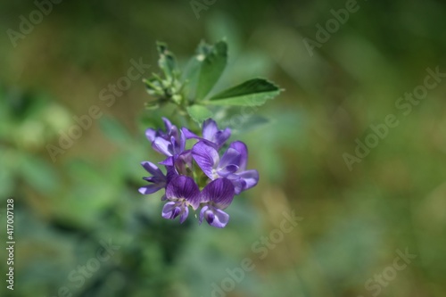 Purple alfalfa flower closeup macro photography against leafy green, grass and ground blurred background.