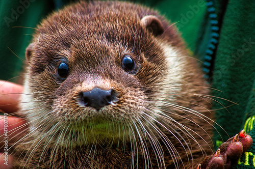 close up of a otter