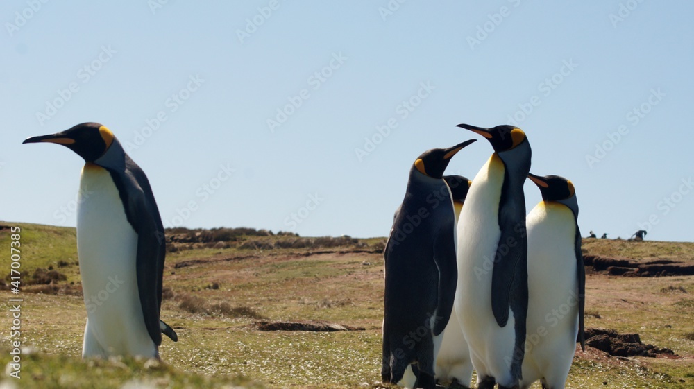 Fototapeta premium SONY DSC