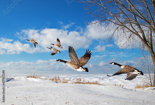 geese in flight photo