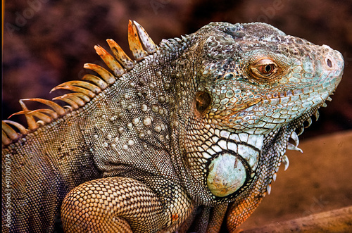 close up of a iguana