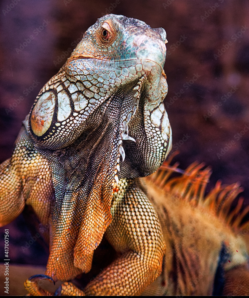 Obraz premium close up of iguana