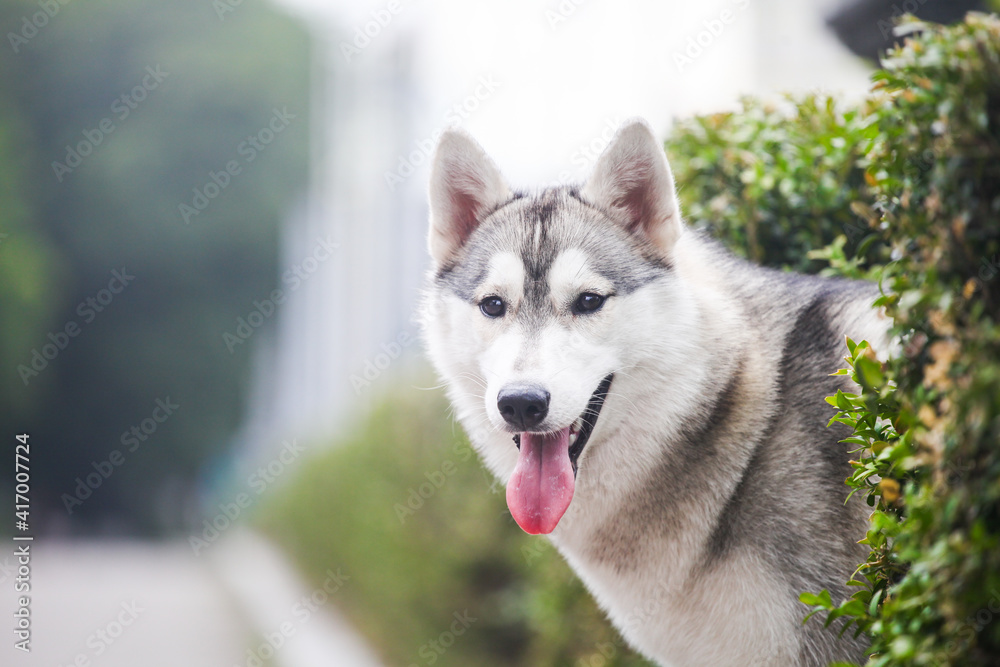 Siberian husky and flower Siberian husky and flower
