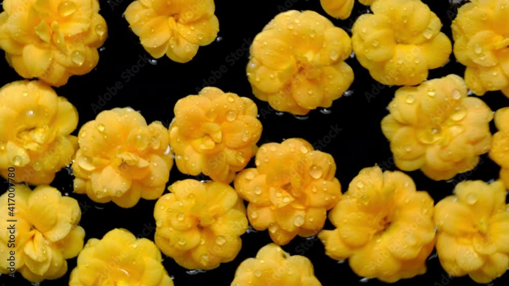 Flowers. Yellow flowers floating on water with black background. Beautiful top view of kalanchoe blossom flower heads turning. Fluid motion. Flowers. Yellow flowers floating on water with black background. Beautiful top view of kalanchoe blossom flower heads turning. Fluid motion.