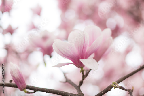 Close up of lovely magnolia bloom. Springtime blossom. Spring background