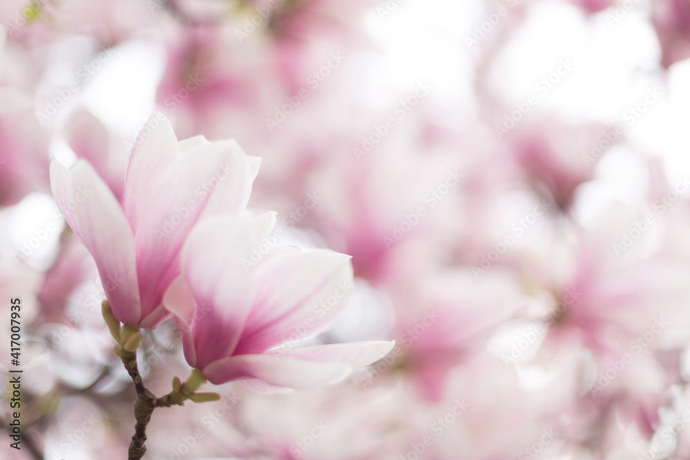 Blooming branch of magnolia tree in spring time. Close up Blooming branch of magnolia tree in spring time. Close up