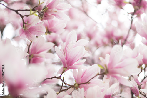 Pink magnolia blossom. Beautiful spring outdoor scene © Olha Sydorenko