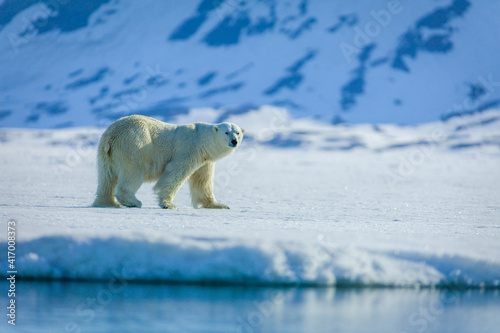 Fototapeta Polar bears in the arctic, Svalbard.