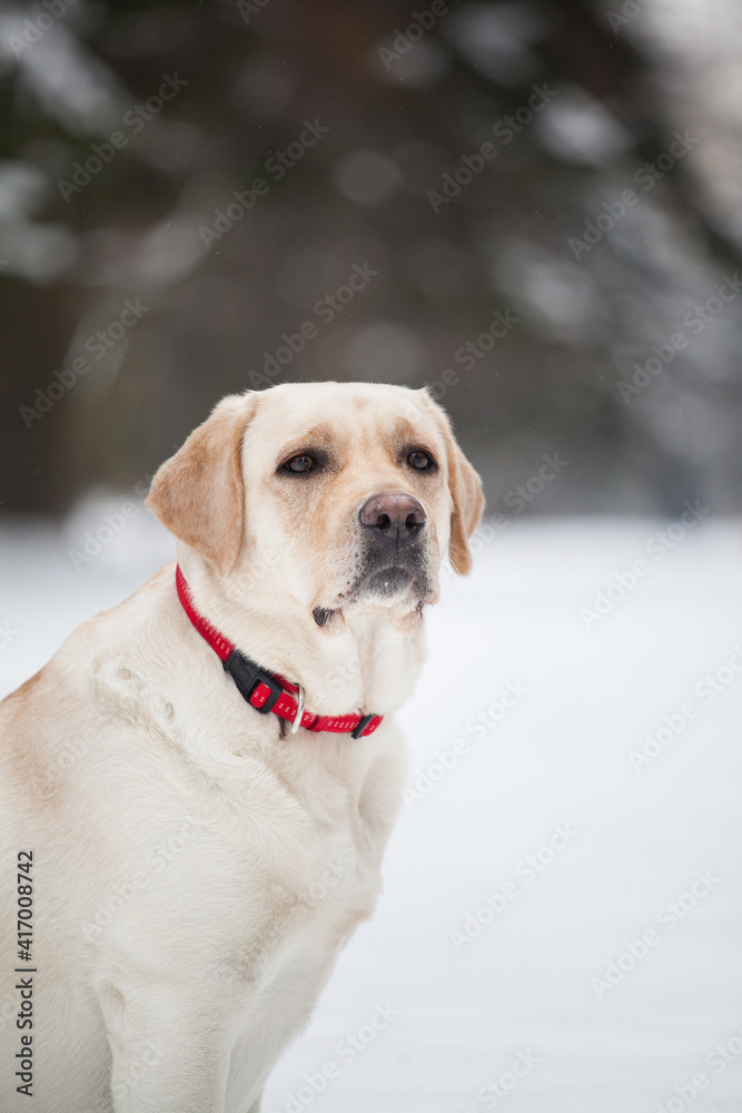 Dog in winter nature. Yellow labrador retriever