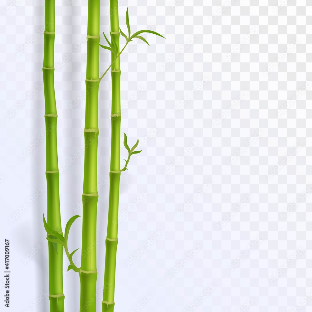 Obraz premium Green bamboo trunks, Chinese plants decoration
