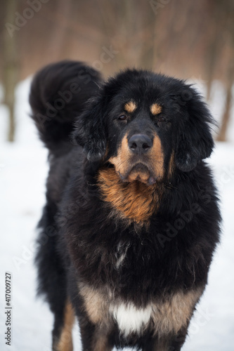 Tibetan Mastiff in the open air