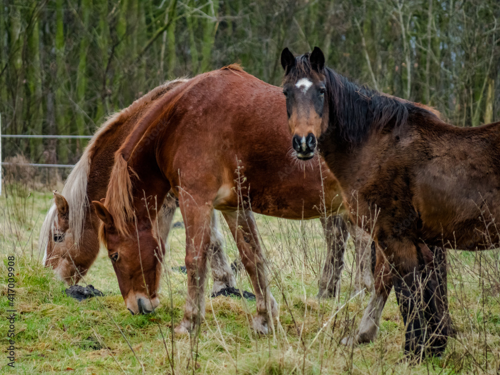 Fototapeta premium Horses on the field near the woods in northern Germany