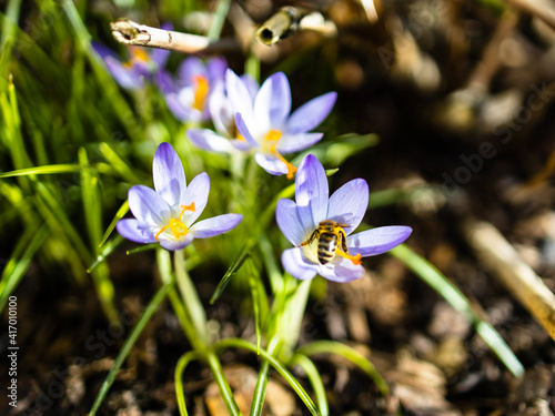 spring crocus flowers