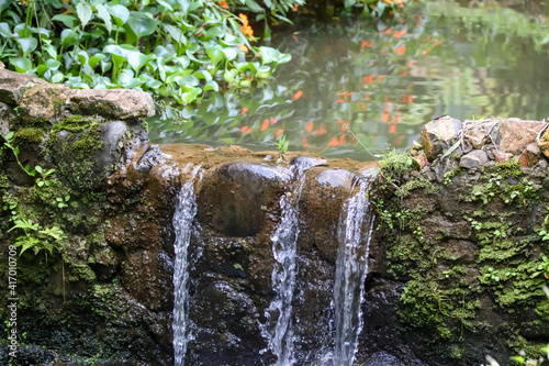 A pond with goldfish and a waterfall in the cloud forest of Ecuador photo