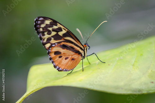 Butterflies in the cloud forest of Ecuador