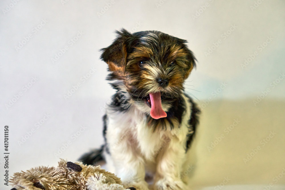 The puppy yawns and stuck out his tongue a small Yorkshire terrier. Small dog on a white background with a cute bow. A romantic photo with a pet and a baby animal. High quality photo The puppy yawns and stuck out his tongue a small Yorkshire terrier. Small dog on a white background with a cute bow. A romantic photo with a pet and a baby animal. High quality photo