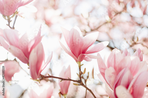 Blooming magnolia tree in the spring. Selective focus