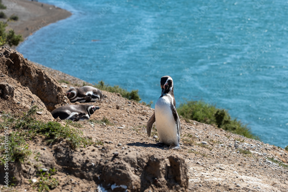 Obraz premium Penguins on the rock