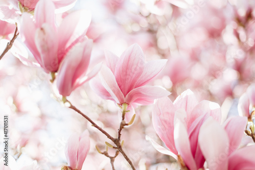 Magnolia flowers in the morning light. Pastels colors © Olha Sydorenko