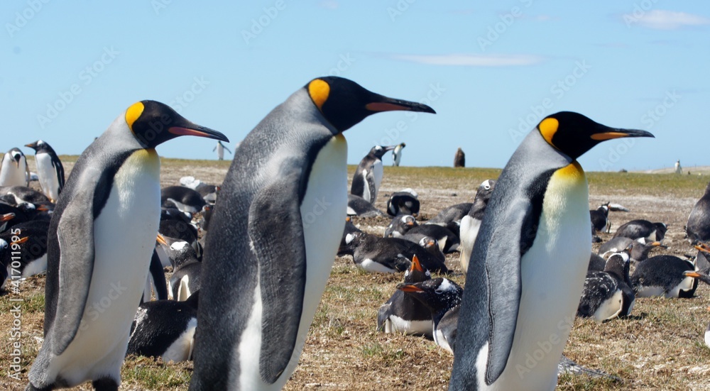 Fototapeta premium SONY DSC