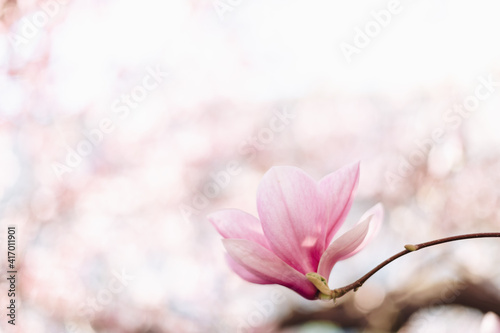 Spring floral background. Beautiful light pink magnolia flowers in soft light © Olha Sydorenko