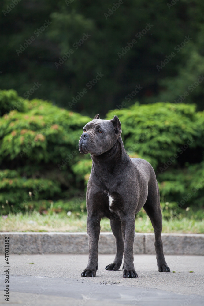 Dog breed cane corso in the park