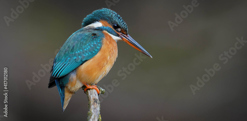 Eisvogel	
