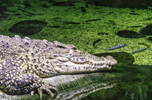 alligator in the swamp