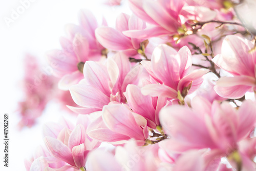 Spring background. Beautiful light pink magnolia flowers in soft light © Olha Sydorenko