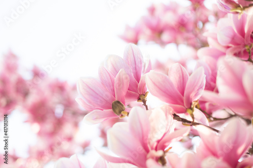Spring floral background with pink magnolia flowers © Olha Sydorenko
