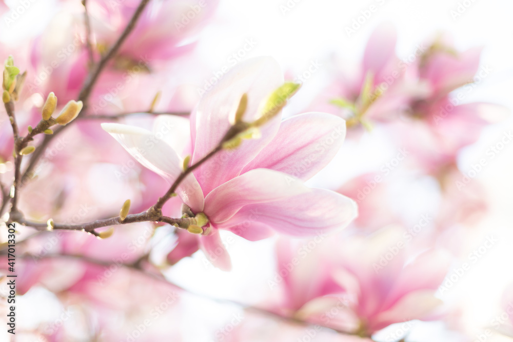 Magnolia flowers spring blossom background