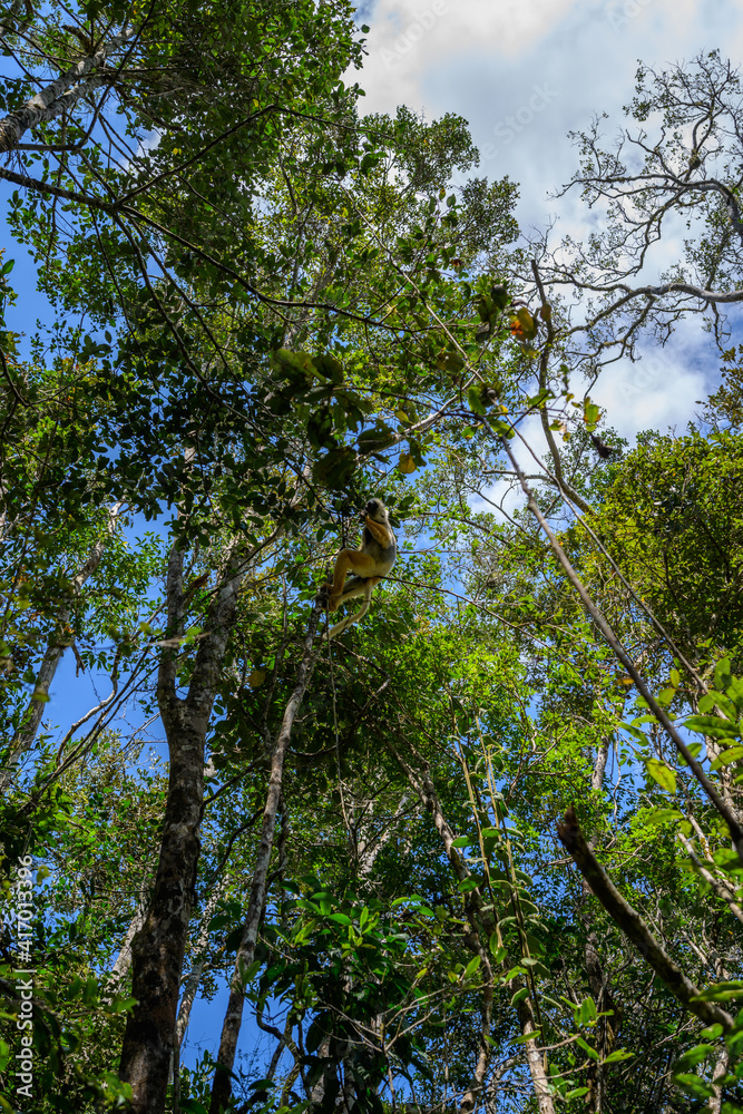 Fototapeta premium King of the forest