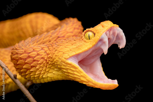 The fangs of a venomous bush viper snake photo