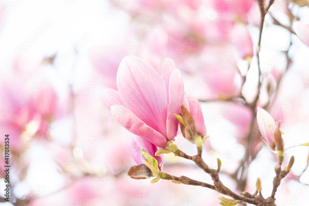 Pink magnolia blossom. Beautiful spring outdoor scene Pink magnolia blossom. Beautiful spring outdoor scene