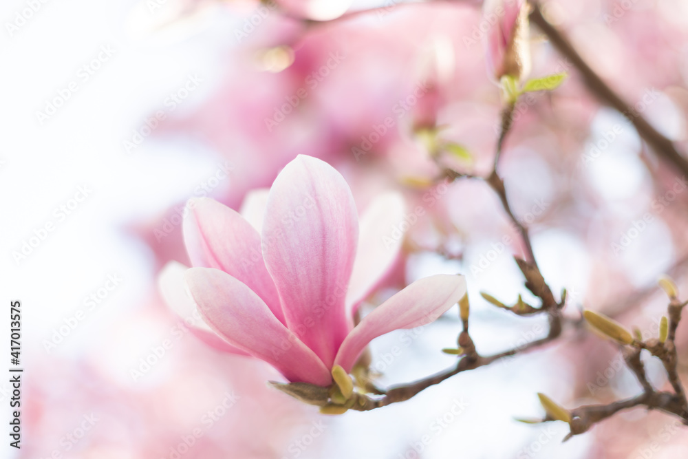 Close up of  light pink magnolia flowers in soft light