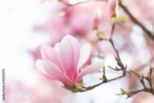 Close up of light pink magnolia flowers in soft light © Olha Sydorenko