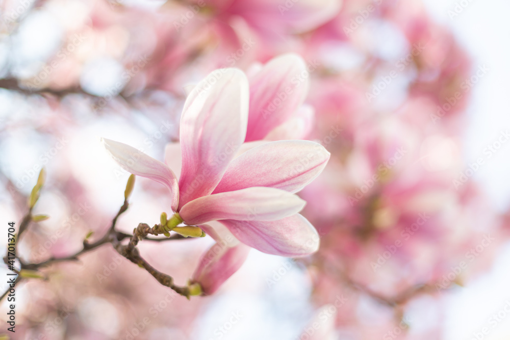 Close up of light pink magnolia flowers in soft light. Spring outdoor scene