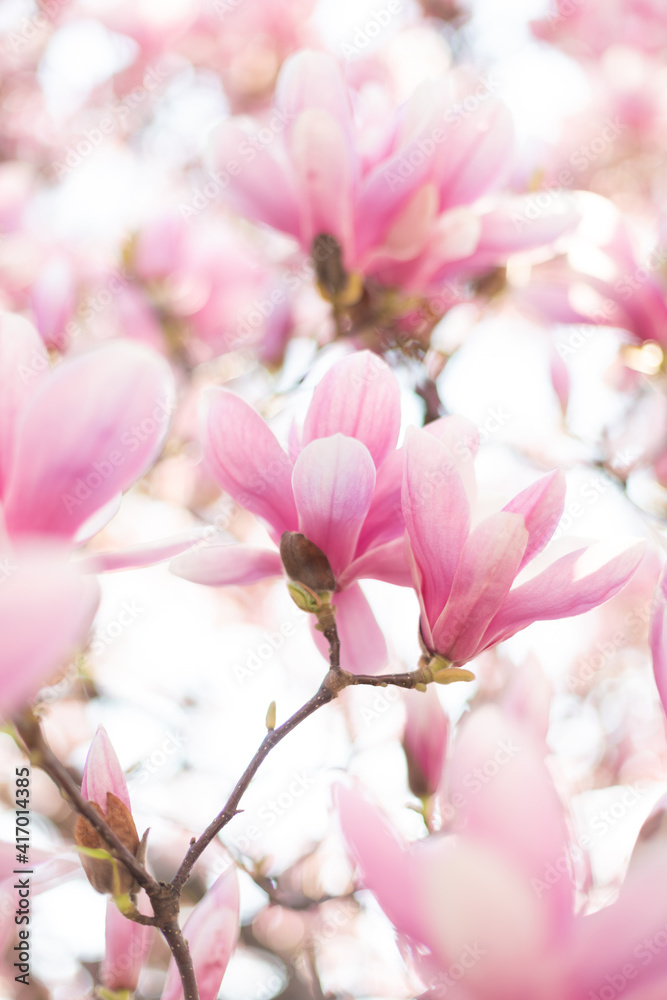 Pink magnolia blossom. Beautiful spring outdoor scene