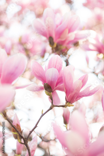 Pink magnolia blossom. Beautiful spring outdoor scene © Olha Sydorenko
