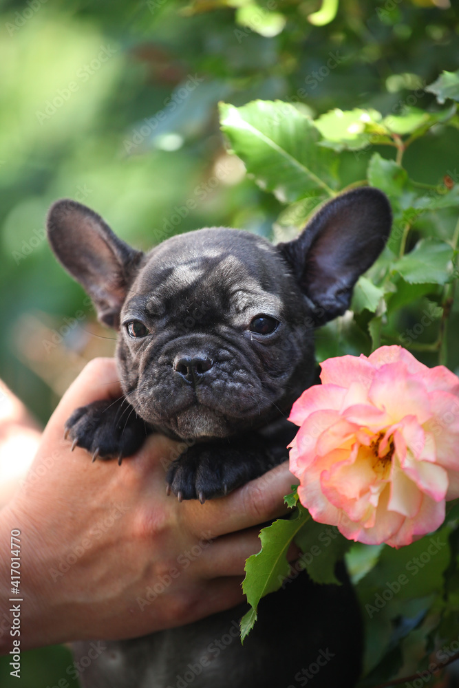french bulldog puppy  in the park