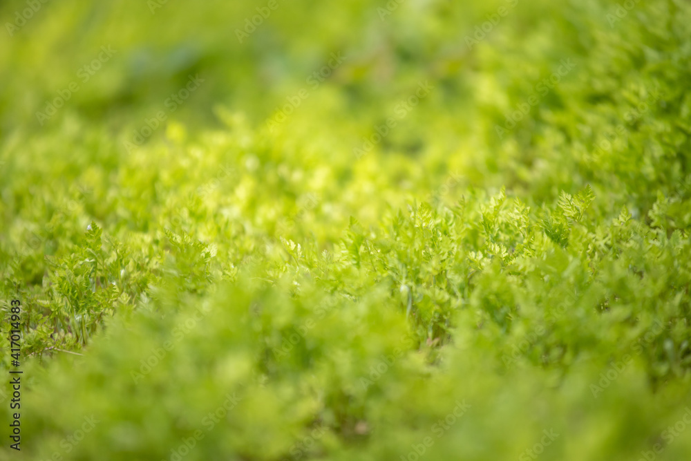 Young green sprouts of plants in spring are illuminated by sunset rays. concept of agriculture and sustainable plant growth. Young green sprouts of plants in spring are illuminated by sunset rays. concept of agriculture and sustainable plant growth.