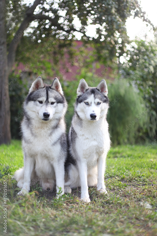 couple of siberian huskies in the park