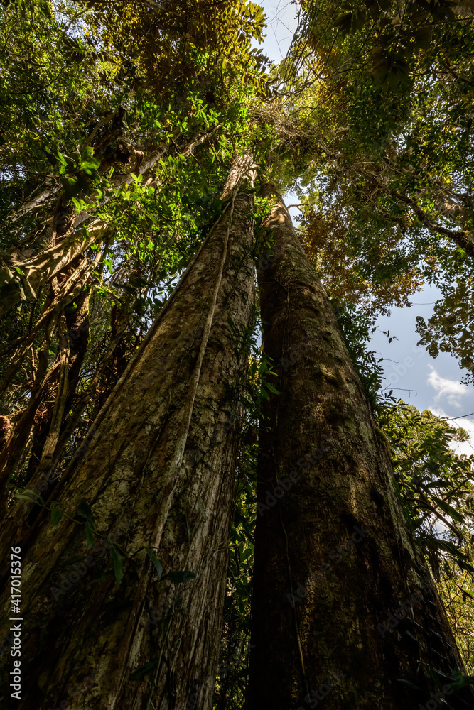 Fototapeta premium Tall jungle trees