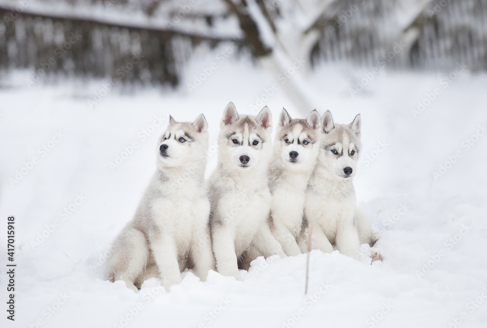 Naklejka premium Siberian Husky puppy in the snowy forest