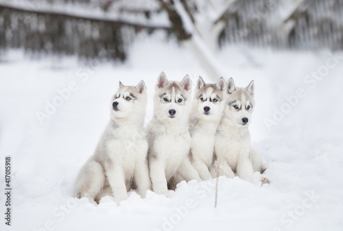 Siberian Husky puppy in the snowy forest © Ilona Didkovska