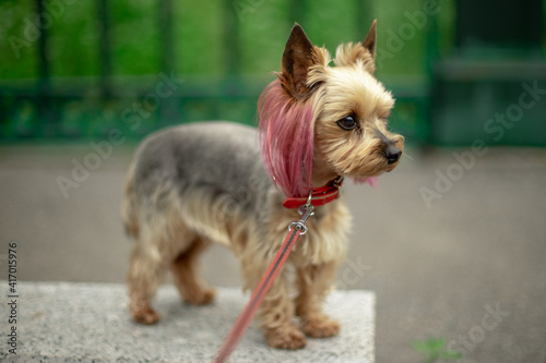 A small Yorkshire terrier with a stylish haircut from groomers. The puppy has pink-purple hair. Color dog. © AndreyZayats