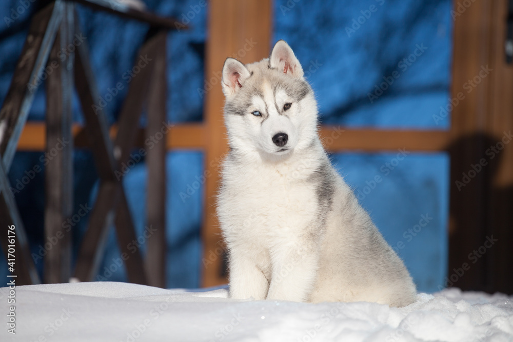 Siberian Husky puppy in the snowy forest